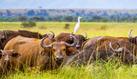 QUEEN ELIZABETH NATIONAL PARK