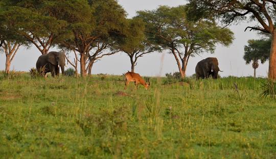 QUEEN ELIZABETH NATIONAL PARK