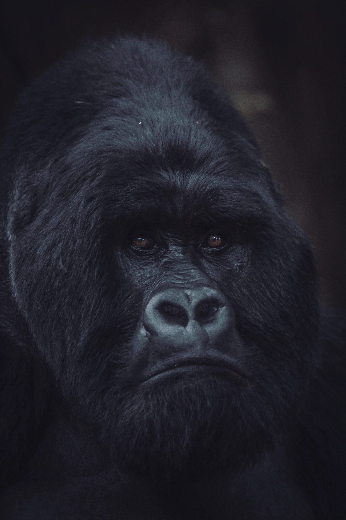 THE GREAT APES EXPERIENCE