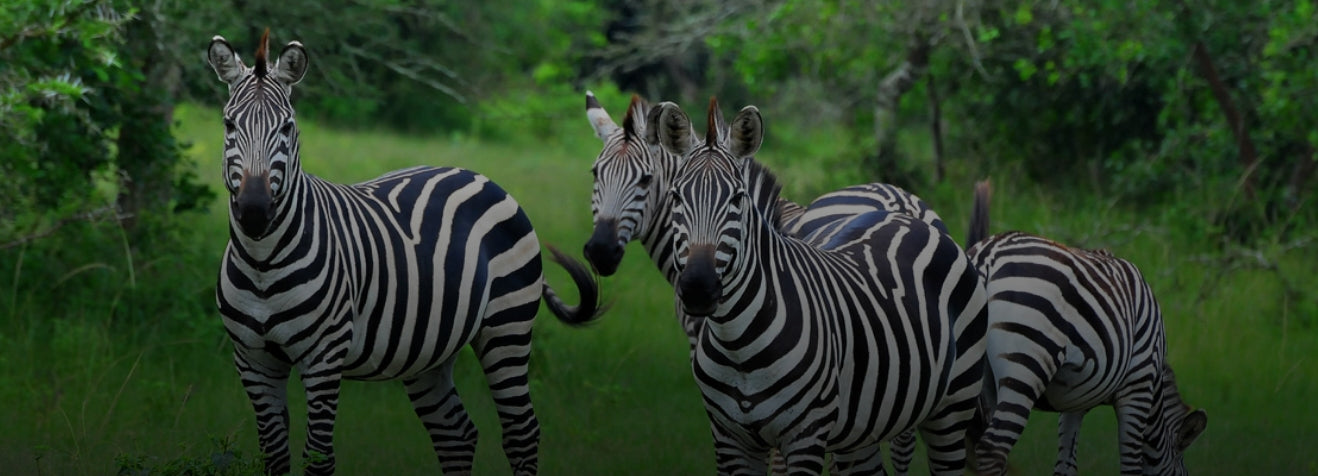 Lake Mburo National Park Safari