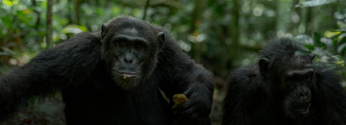 Kibale Forest National Park