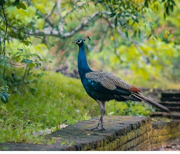 Semuliki National Park: The True Birders' Haven