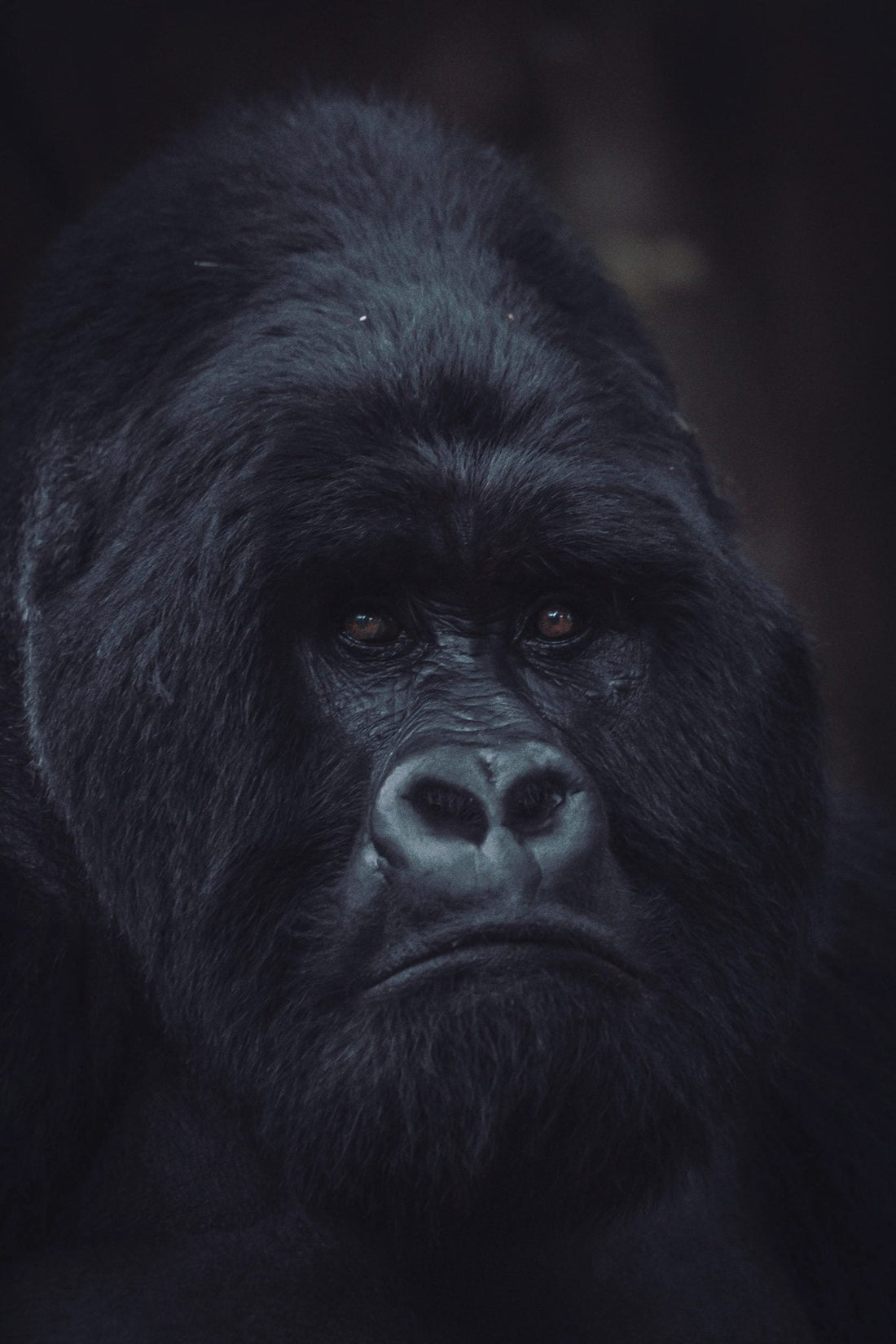 Bwindi Impenetrable National Park