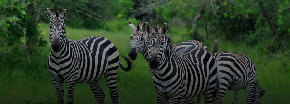 Lake Mburo National Park - Uganda’s Compact Gem