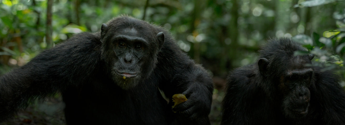 Kibale Forest National Park Chimpanzee Safari