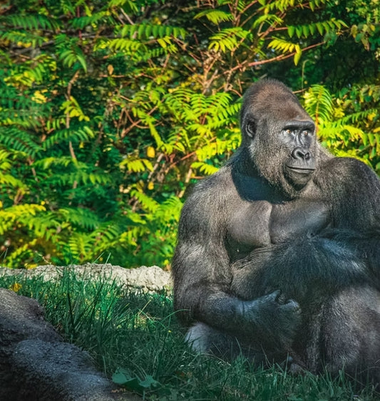 Mgahinga Gorilla National Park Safari