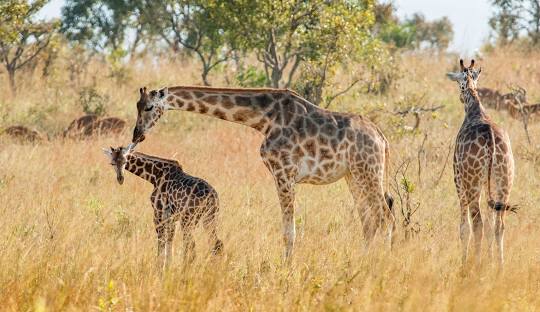QUEEN ELIZABETH NATIONAL PARK
