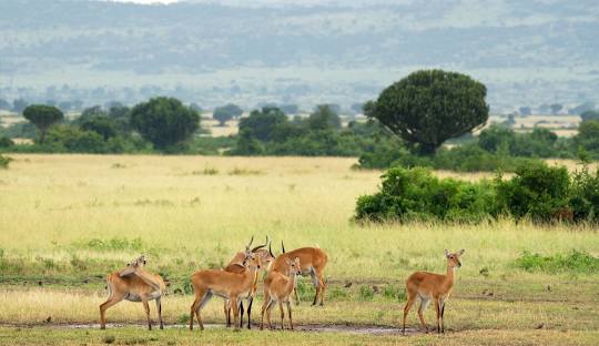 QUEEN ELIZABETH NATIONAL PARK