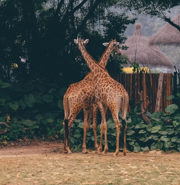 Lake Mburo National Park Safari