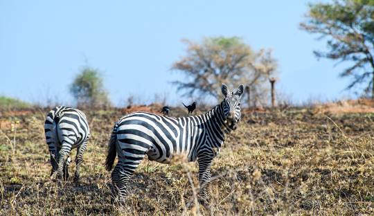 Kidepo Valley National Park Safari