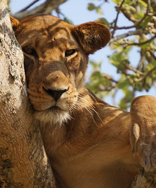 Kidepo Valley National Park Safari