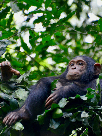 Bwindi Impenetrable National Park