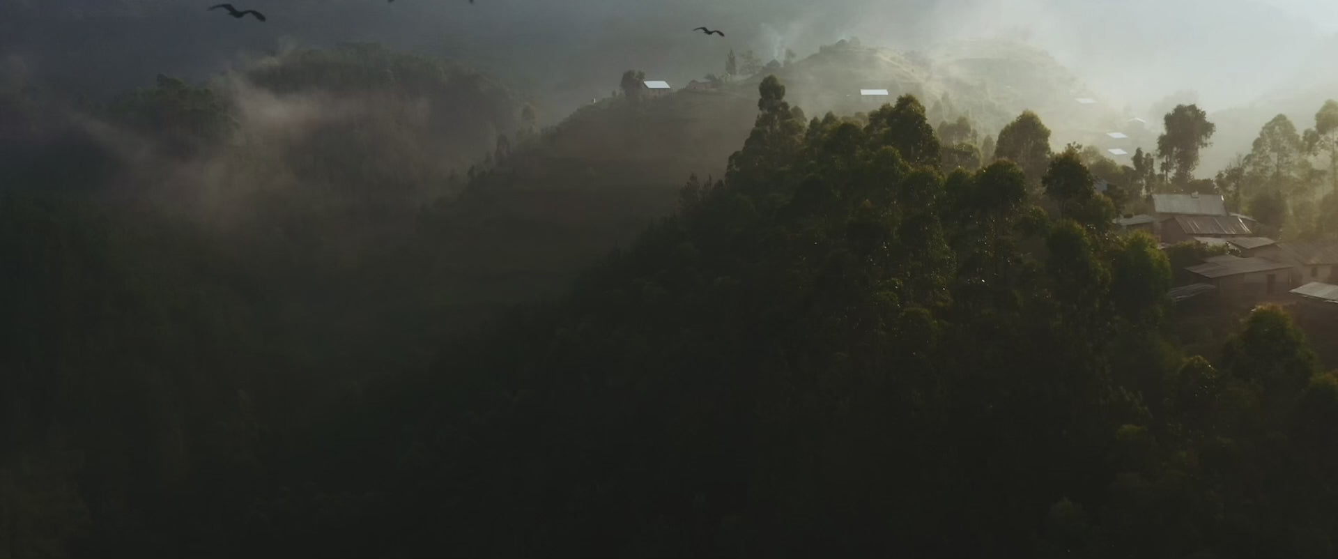 Load video: A video of wildlife in Uganda